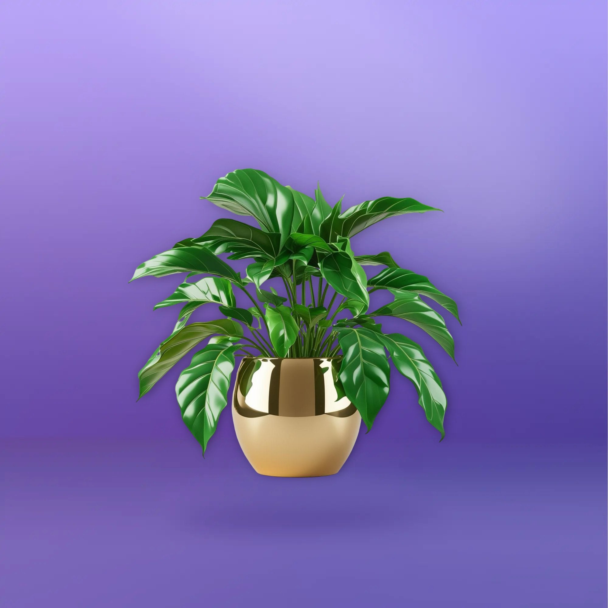 Plants & Pots