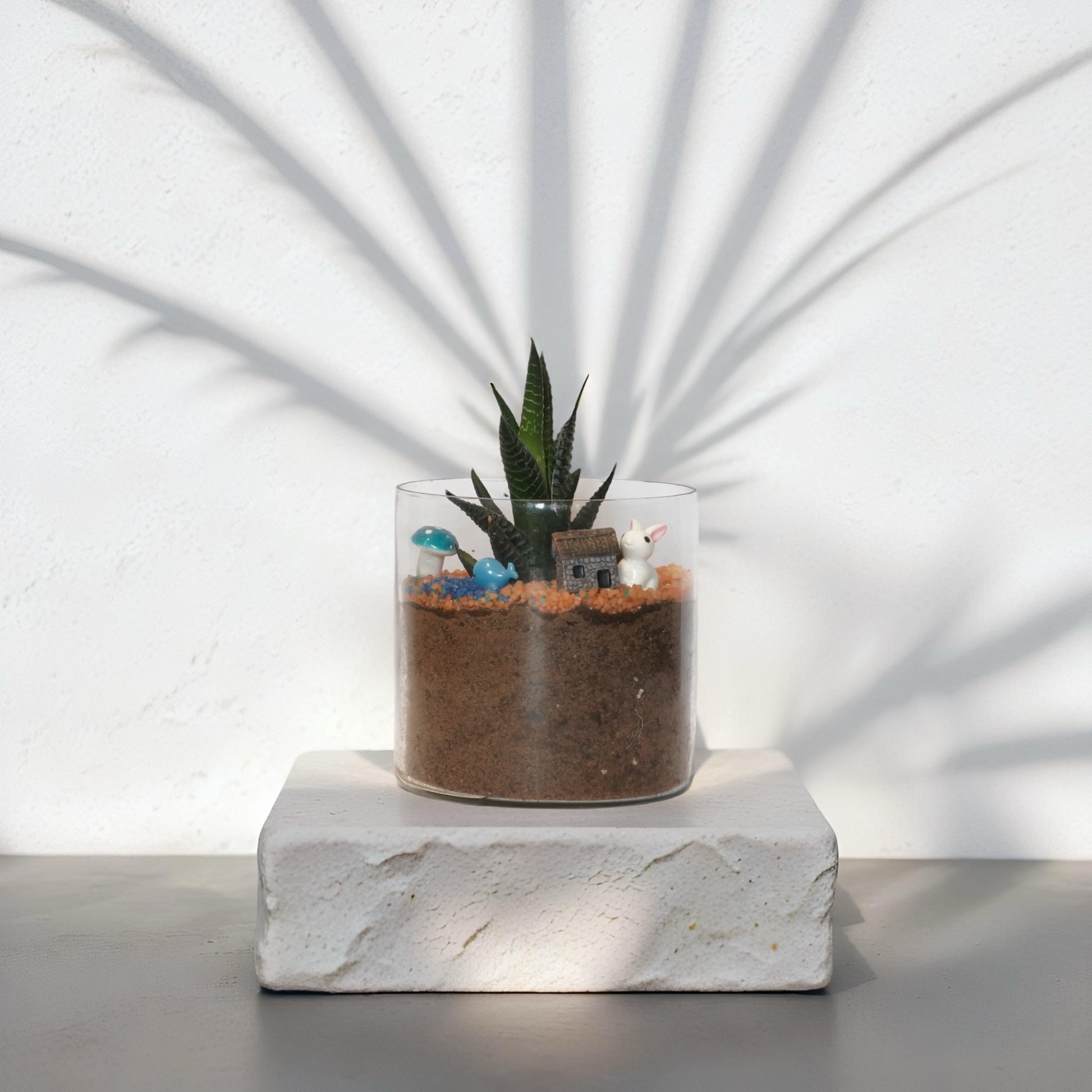 HAWORTHIA