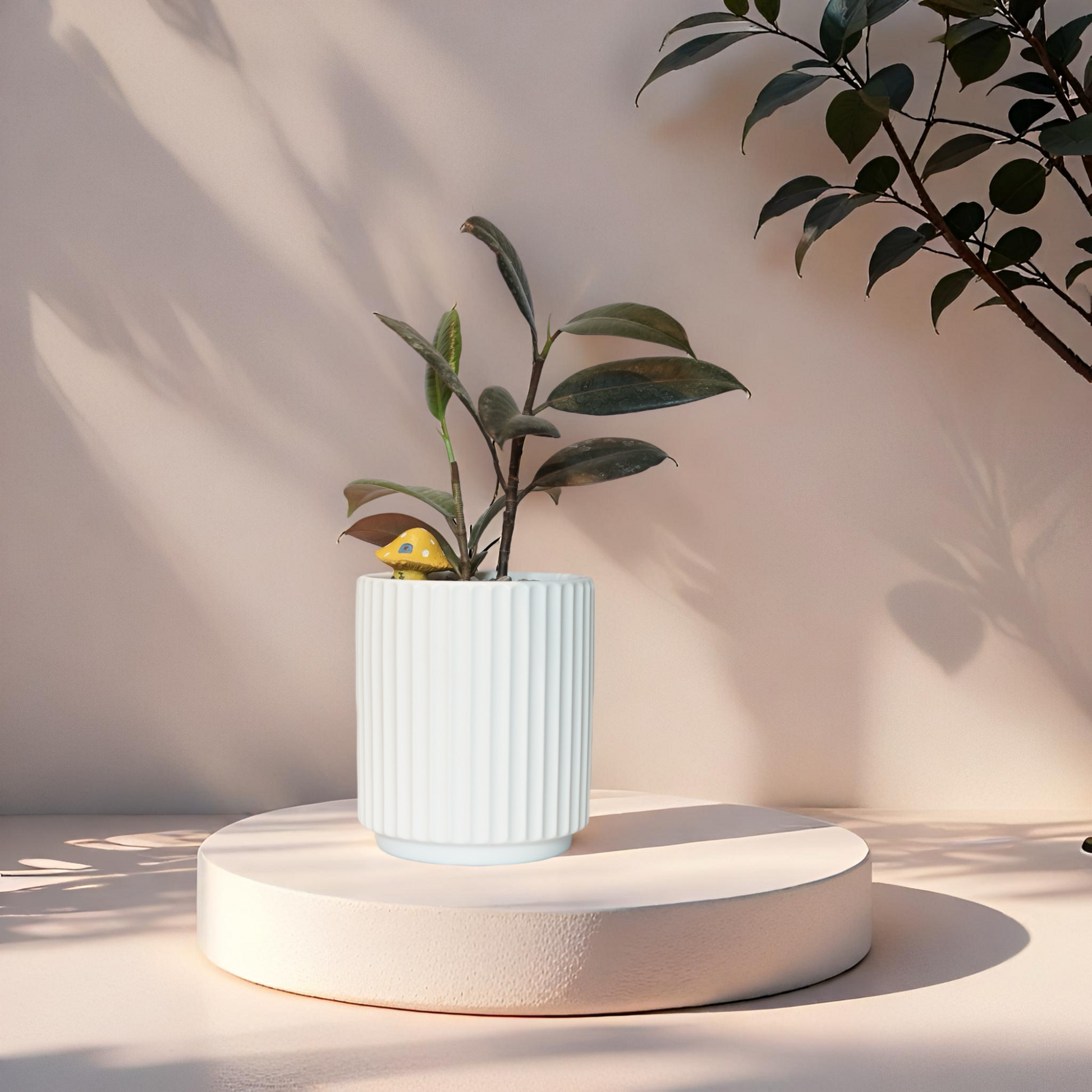 Rubber plant