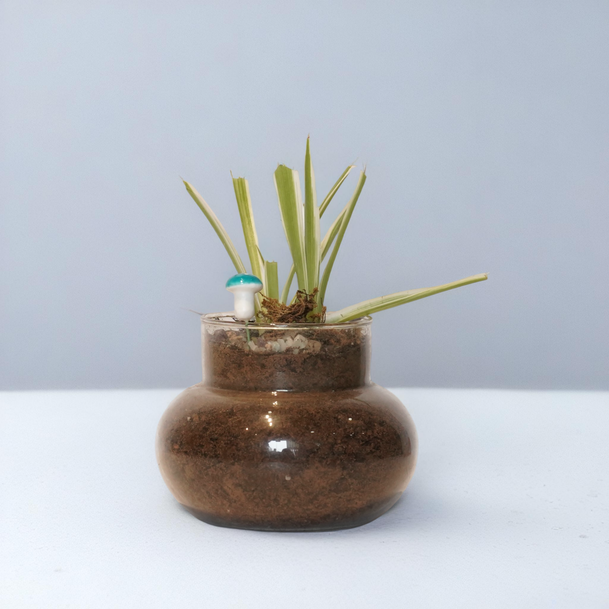 SPIDER PLANT