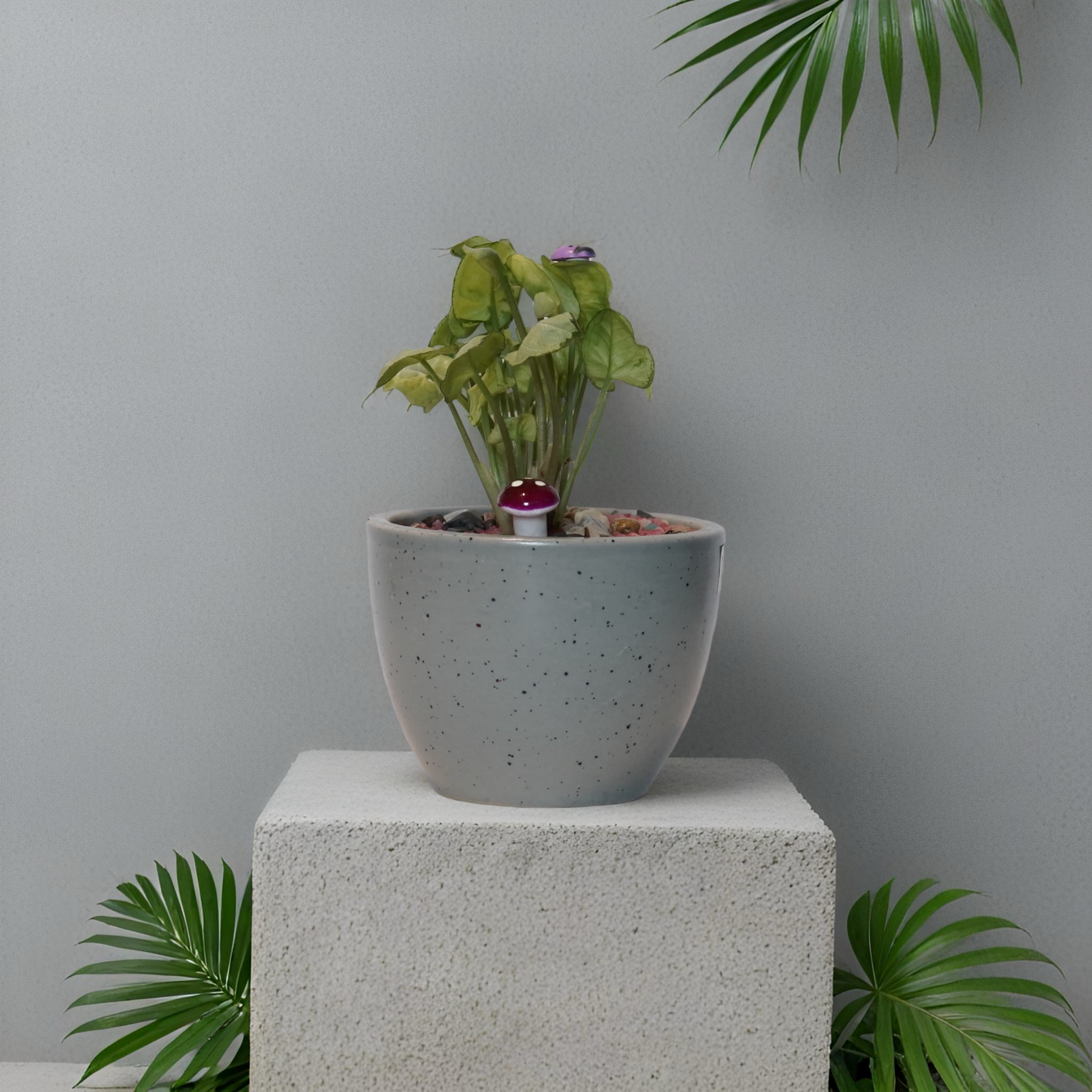 SYNGONIUM