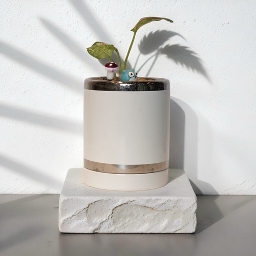 AGLAONEMA