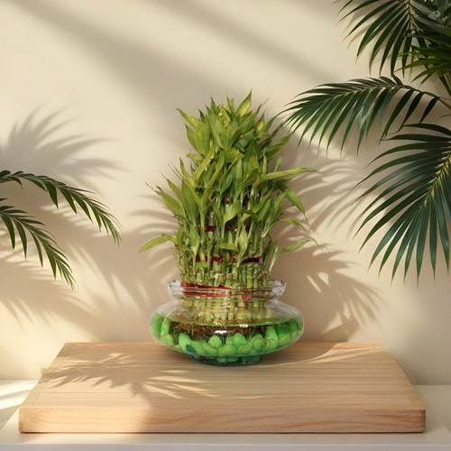 BAMBOO PLANT