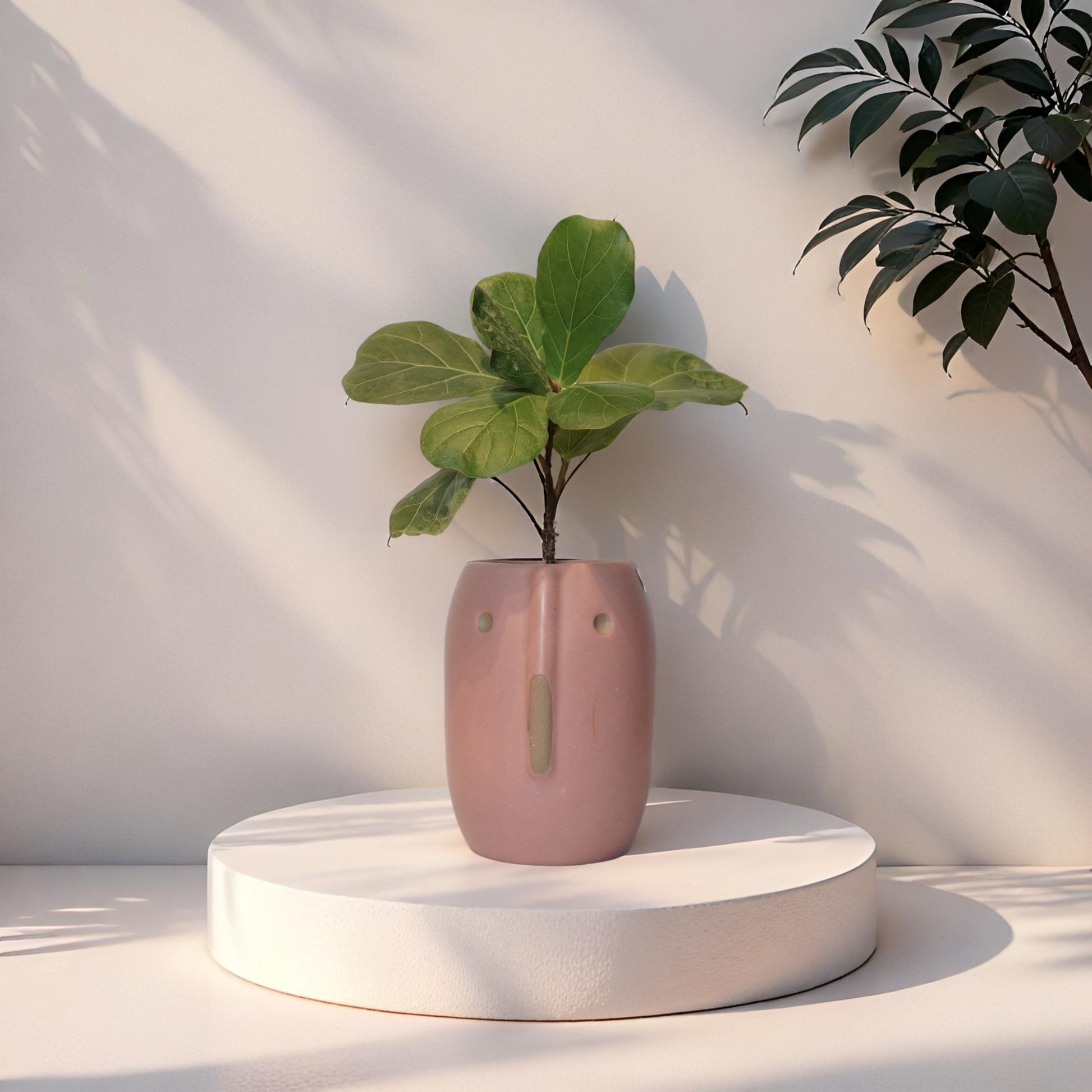 FIDDLE LEAF FIG