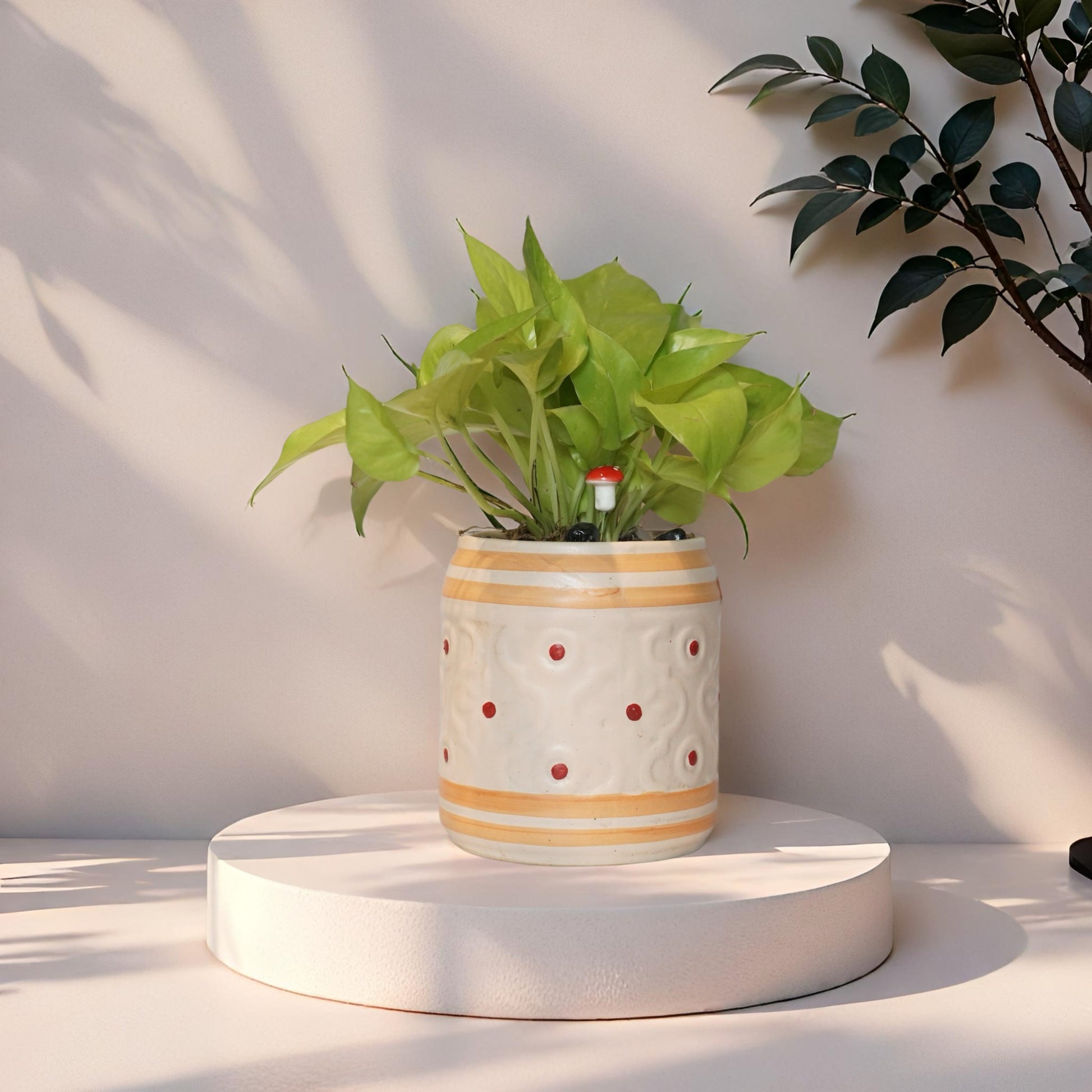 GOLDEN MONEY PLANT