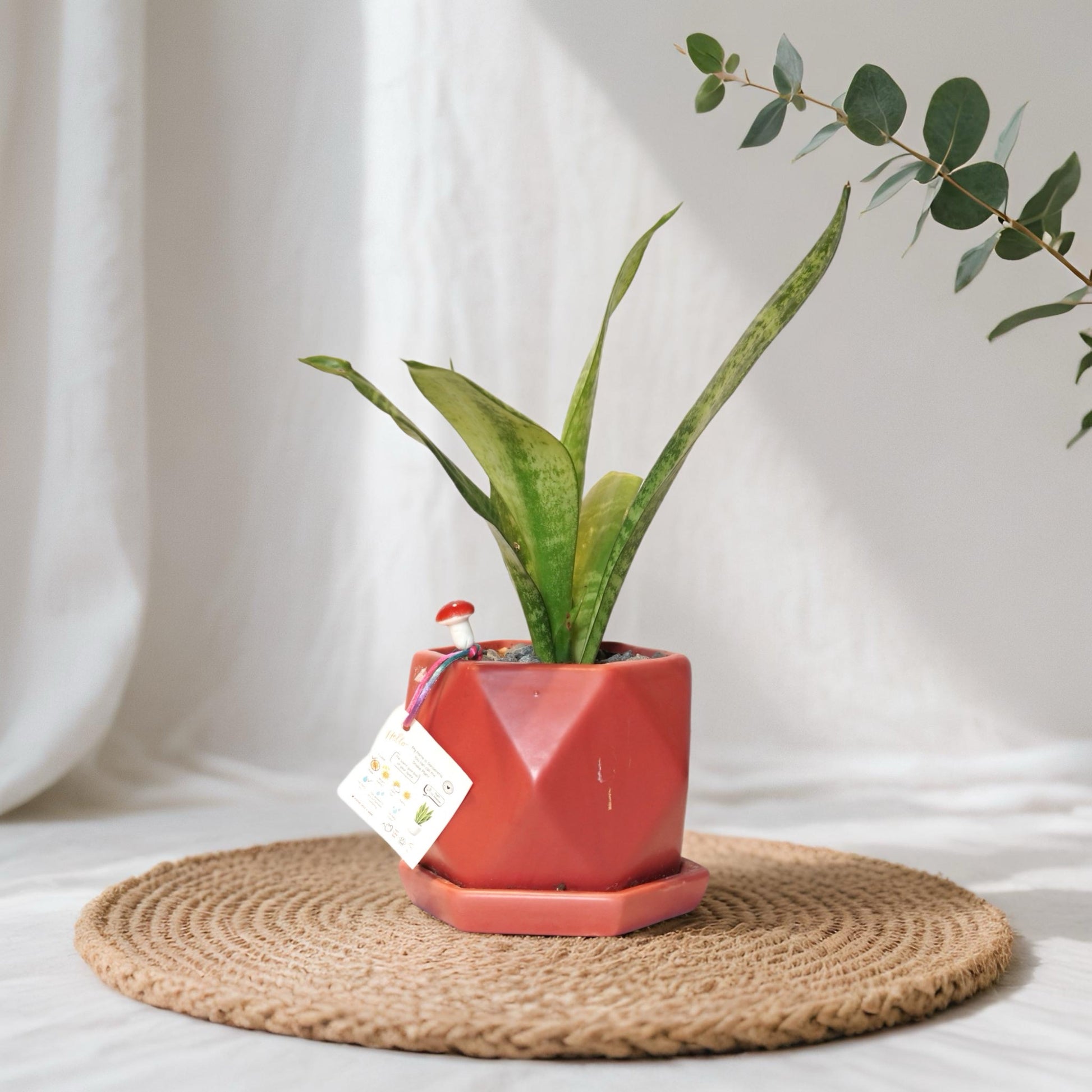 SANSEVIERIA/SNAKE PLANT