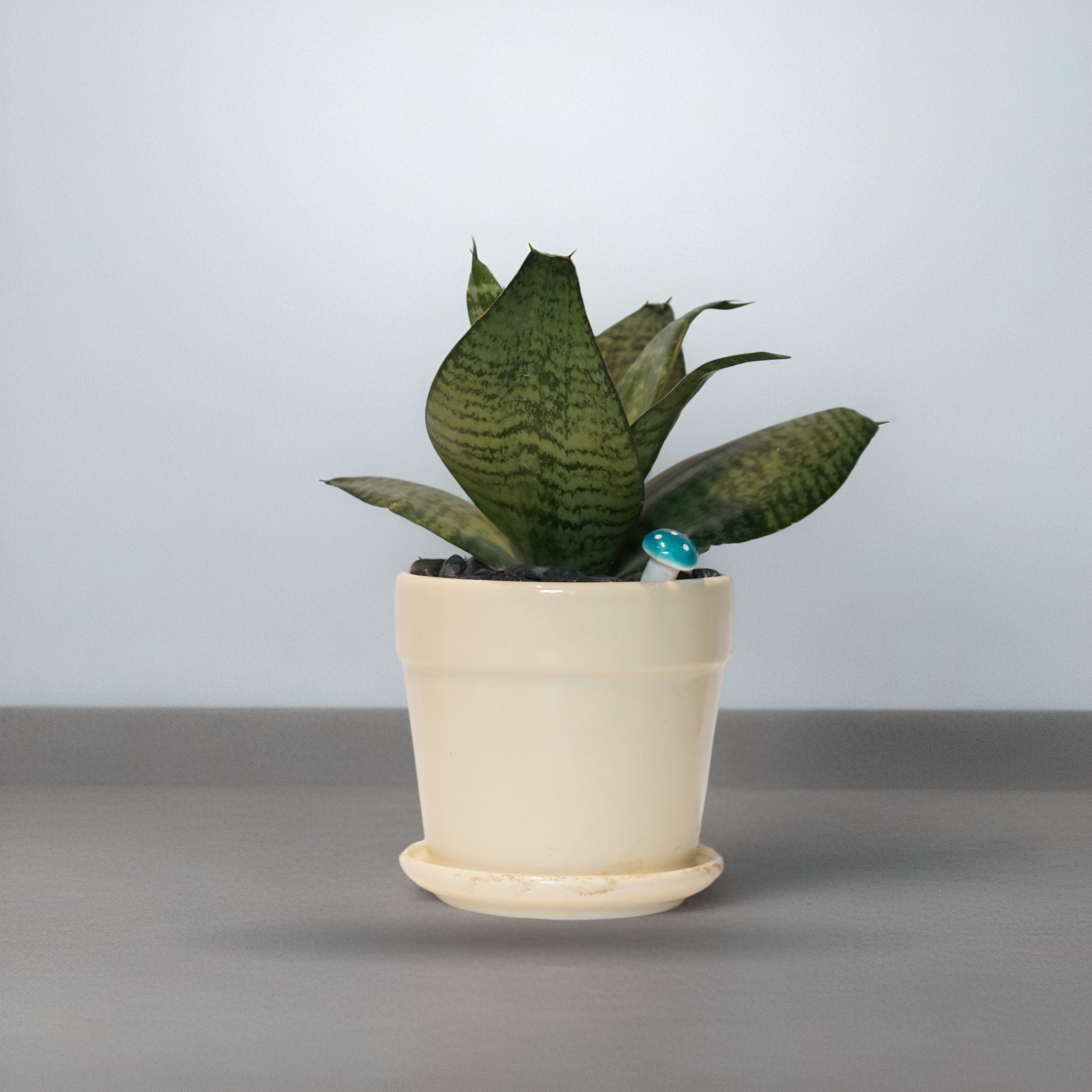 SANSEVIERIA/SNAKE PLANT