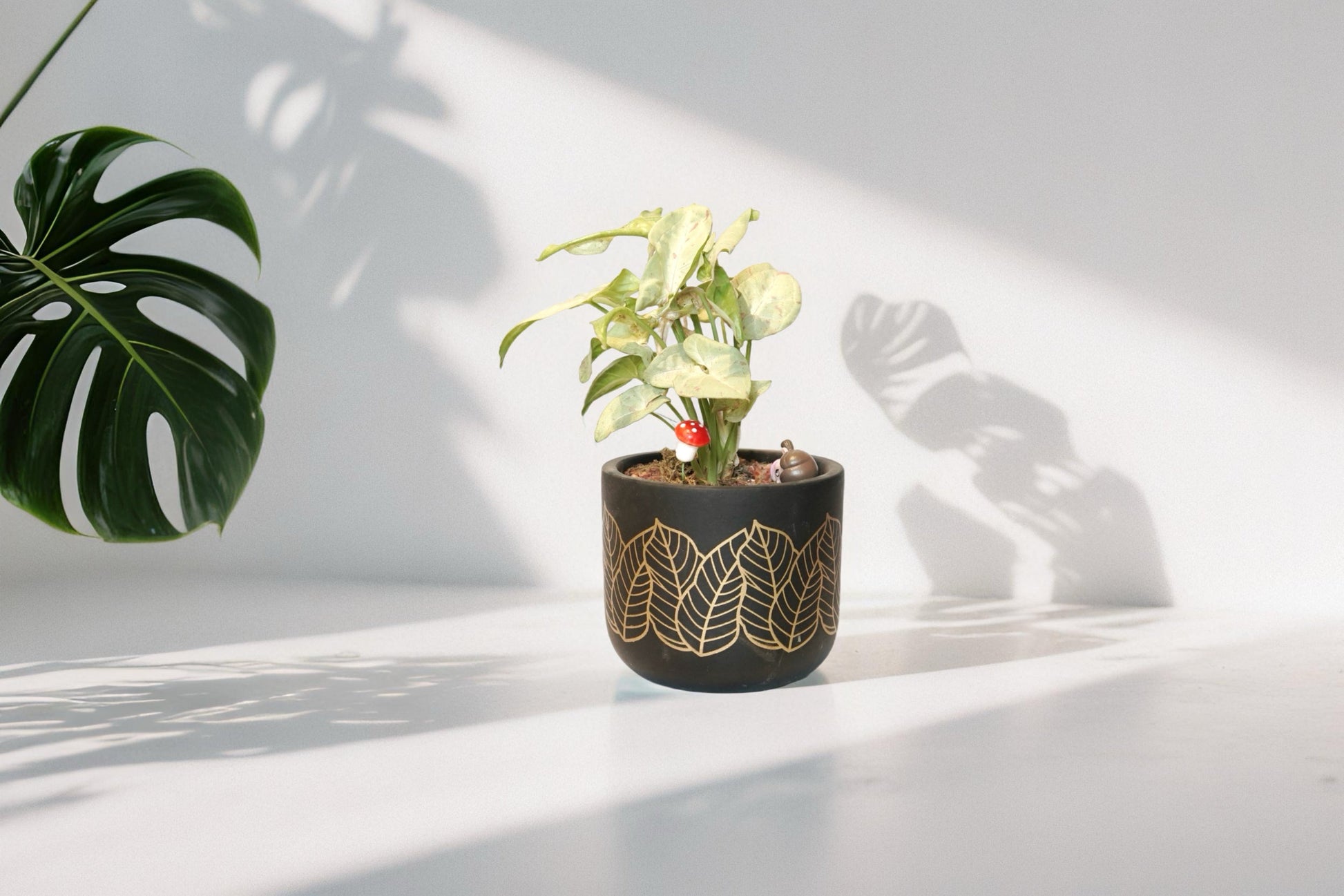 SYNGONIUM